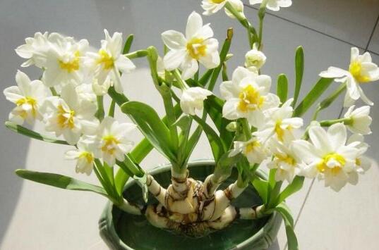 土培水仙花的養(yǎng)殖方法，栽種溫度時(shí)間最重要