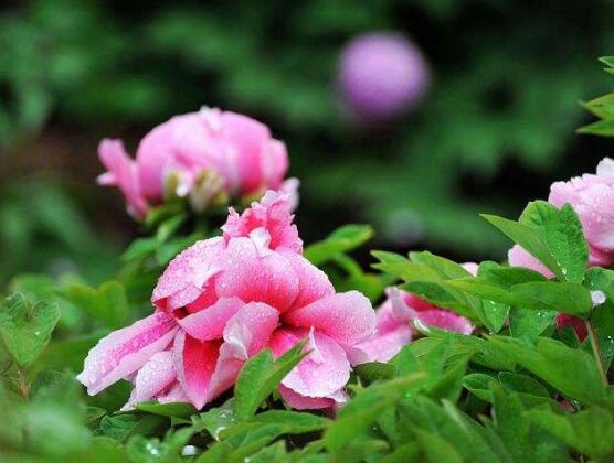 牡丹花怎么養(yǎng)，牡丹花養(yǎng)殖方法