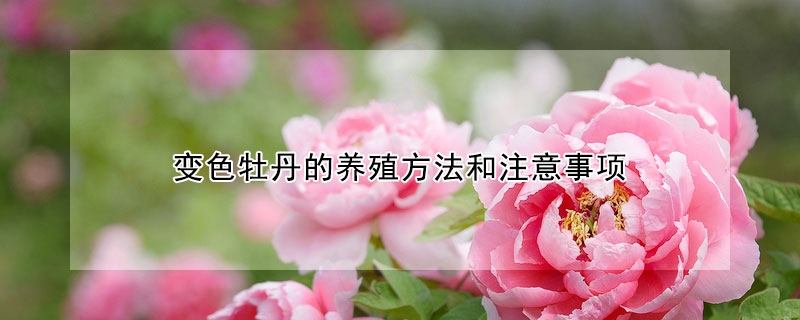 變色牡丹的養(yǎng)殖方法和注意事項