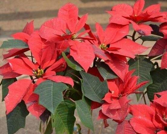 一品紅怎么澆水，一品紅澆水方法