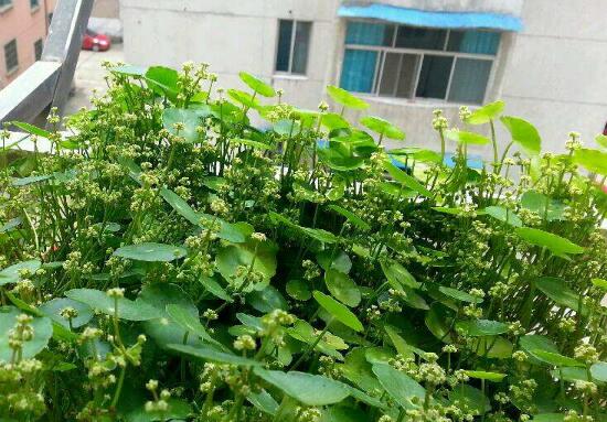 銅錢草什么時(shí)候開花，銅錢草花期多長(zhǎng)時(shí)間（四個(gè)月）