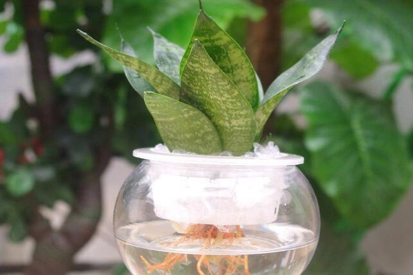 水培虎皮蘭怎么過冬，虎皮蘭安全越冬5大要點(diǎn)