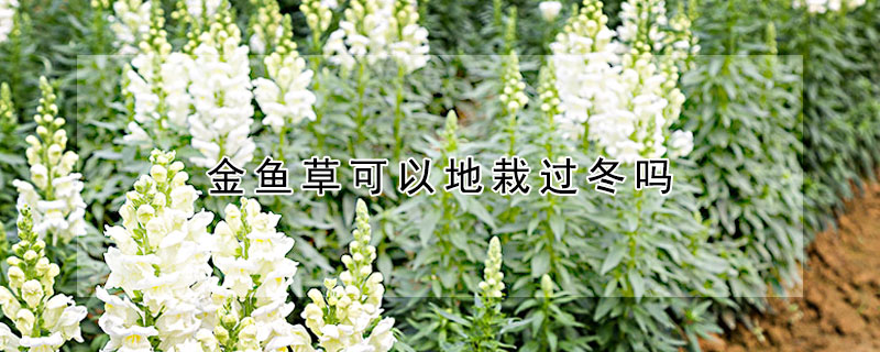 金魚草可以地栽過(guò)冬嗎
