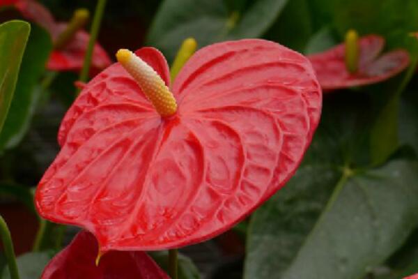 紅掌的風(fēng)水作用，不僅財(cái)運(yùn)紅紅火火還五行轉(zhuǎn)化