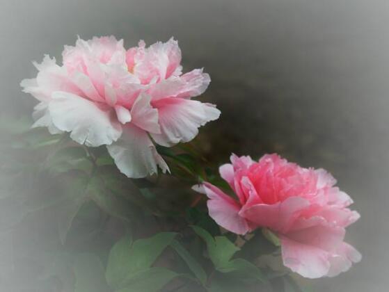 牡丹花花語(yǔ)是什么，代表著富貴吉祥、繁榮昌盛