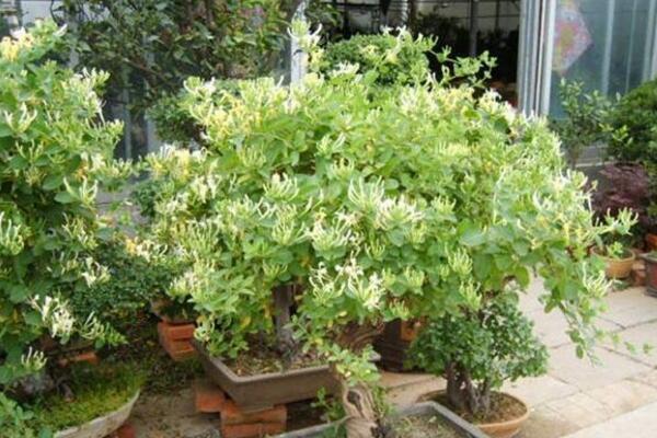 盆栽金銀花怎樣過(guò)冬，入室保暖并加強(qiáng)光照