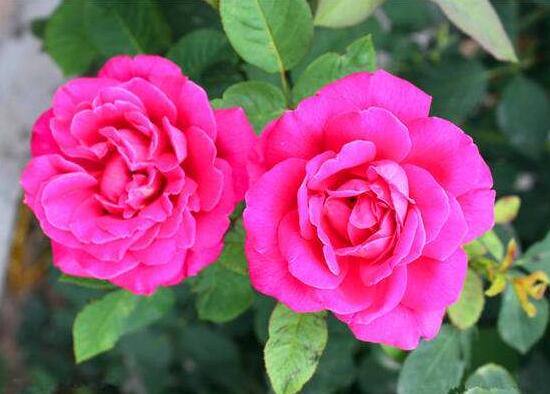 月季花花期是什么時(shí)候，月季花什么時(shí)候開花