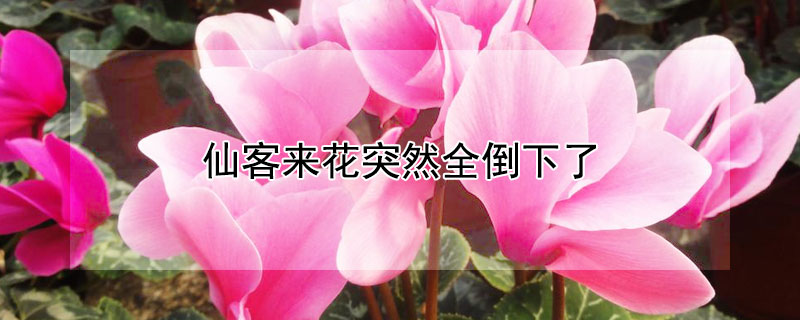 仙客來(lái)花突然全倒下了