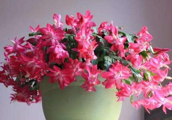 蟹爪蘭一年開幾次花，蟹爪蘭花語(yǔ)是什么