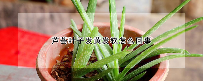 蘆薈葉子發(fā)黃發(fā)軟怎么回事