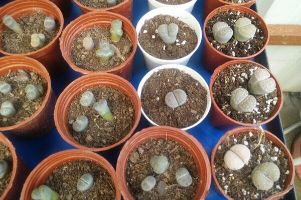 生石花繁殖方法，主要通過播種和分株兩種方法進(jìn)行