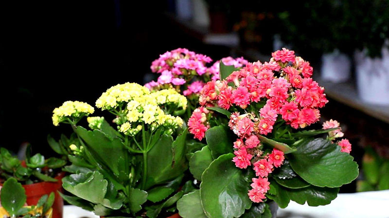 長(zhǎng)壽花有幾種