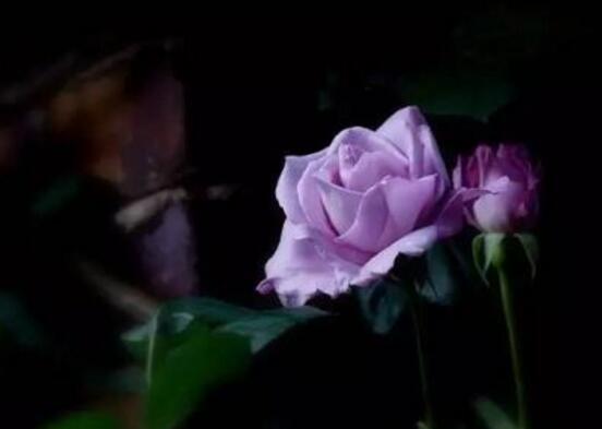 紫色薔薇花圖片，紫色薔薇花美麗傳說(shuō)