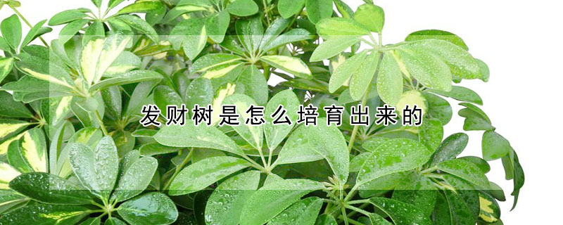 發(fā)財樹是怎么培育出來的