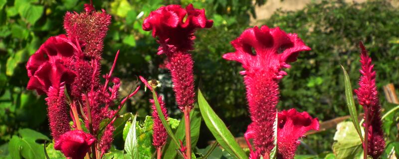 雞冠花花語