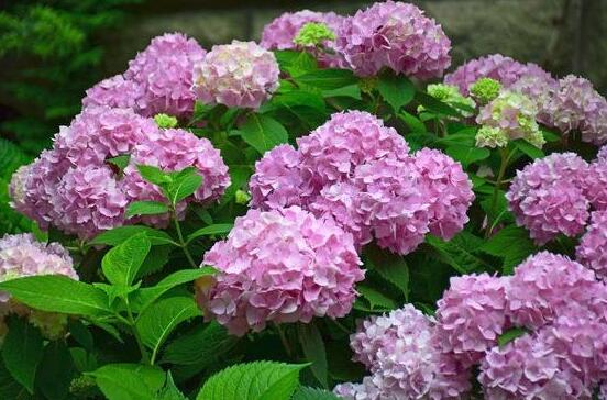 繡球花的花語和寓意，忠貞永恒、浪漫圓滿