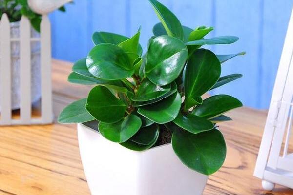綠植紅碧玉怎么養(yǎng)，碧玉綠植適合室內(nèi)養(yǎng)嗎