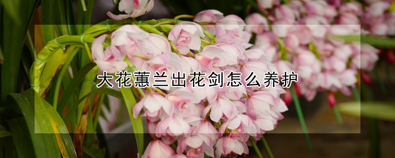 大花蕙蘭出花劍怎么養(yǎng)護(hù)