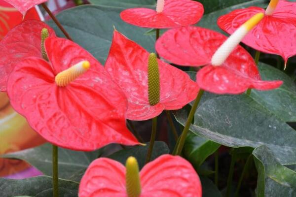 紅掌葉子下垂怎么辦，因?yàn)橥寥?、澆水、光照以及溫度不適
