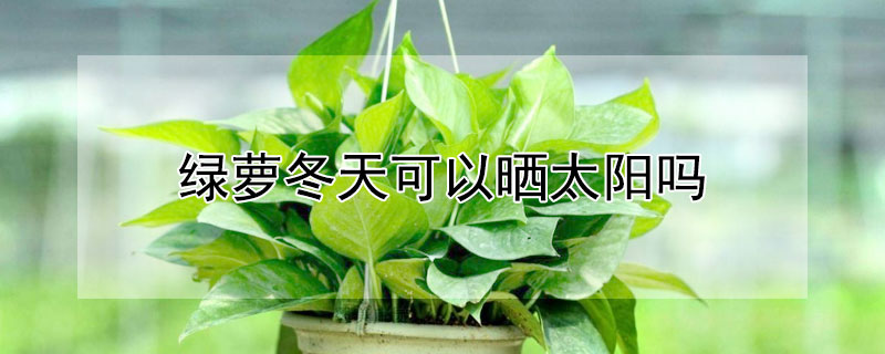 綠蘿冬天可以曬太陽嗎