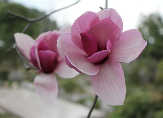 玉蘭花花語(yǔ)，代表著高潔、芬芳，純潔的愛(ài)，感恩
