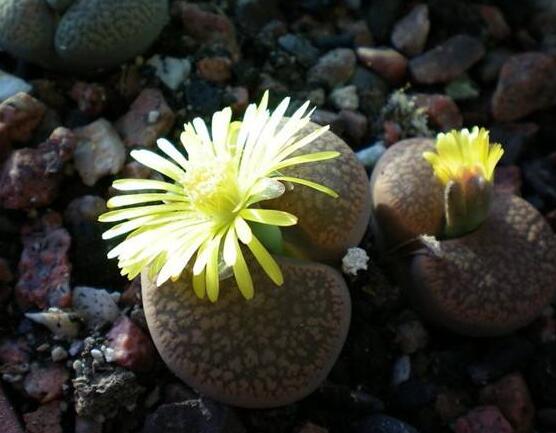 生石花移植方法，做好六點(diǎn)基本步驟成功率百分百