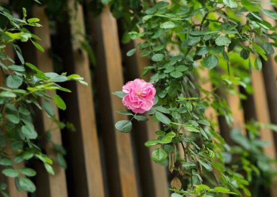 薔薇花蟲害及防治方法，薔薇花三種蟲害防治辦法