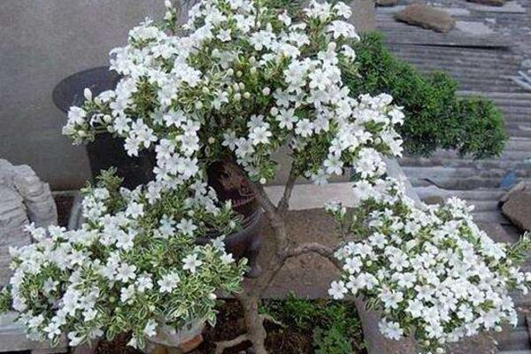 六月雪開(kāi)花時(shí)間，每年的5-7月開(kāi)花（6月開(kāi)的最旺）