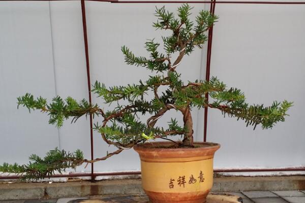 紅豆杉盆景養(yǎng)殖方法，做好這五步是關(guān)鍵