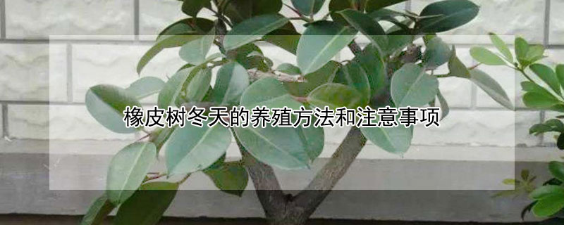 橡皮樹冬天的養(yǎng)殖方法和注意事項