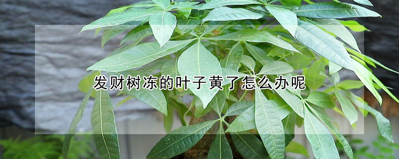 發(fā)財(cái)樹凍的葉子黃了怎么辦呢
