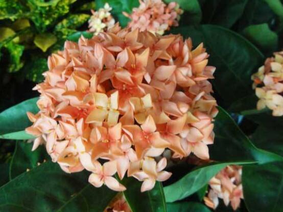 繡球花開花后如何修剪，花后一年修剪兩次(春秋季節(jié))