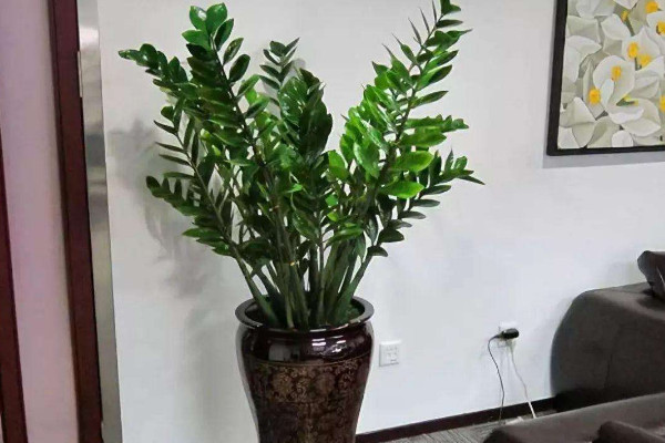 讓金錢樹(shù)變粗的方法