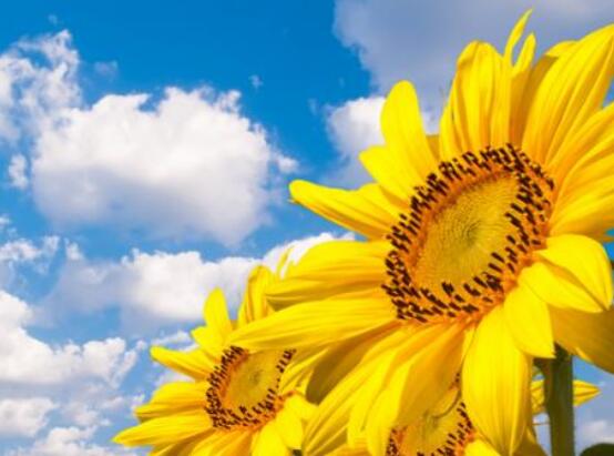 向日葵的花語(yǔ)和寓意，代表著沉默的愛、我的心永遠(yuǎn)追隨你