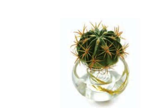 水培仙人球怎么養(yǎng)，教你六個最好步驟快速生根(7天)