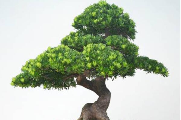 羅漢松盆景圖片欣賞，習(xí)性、分布以及作用