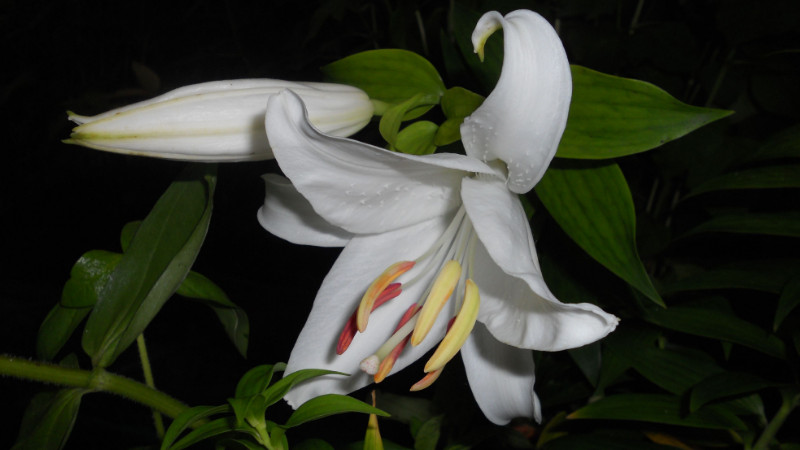 黑百合花語(yǔ)