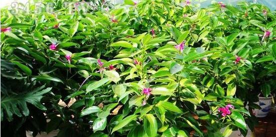 平安樹圖片，平安樹開花圖片