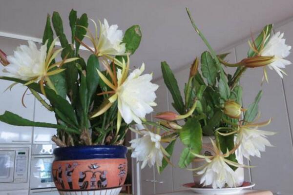 曇花多久開一次花，樹齡達(dá)到3年以后每年開一次花