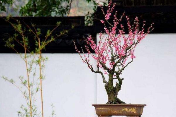 家里養(yǎng)梅花好不好，放在家中要注意光照以及通風(fēng)