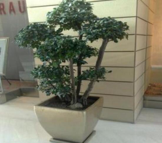 幸福樹(shù)怎么修剪,幸福樹(shù)修剪方法圖解