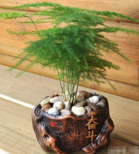 文竹怎么養(yǎng)，文竹怎么養(yǎng)才能更旺盛