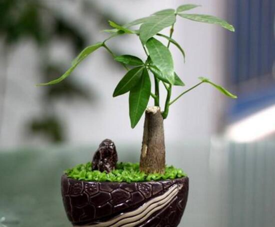 發(fā)財(cái)樹(shù)怎么管理，發(fā)財(cái)樹(shù)夏季的管理方法
