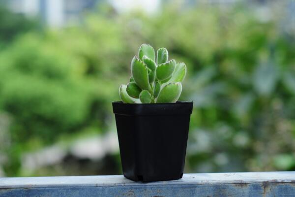 熊童子夏季種的怎么服盆，5步可讓植株迅速服盆