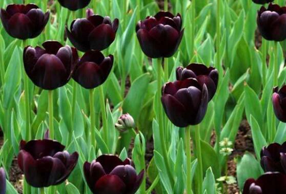 郁金香的花語是什么，郁金香享譽(yù)世界花后
