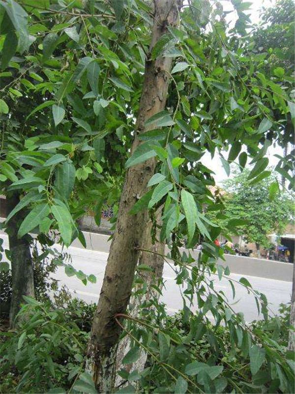 大葉桉樹(shù)圖片_價(jià)格表_大葉桉的功效作用危害