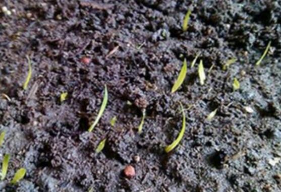 蝴蝶蘭種子種植方法，自然播種是家庭常用種植方法(繁殖率低)