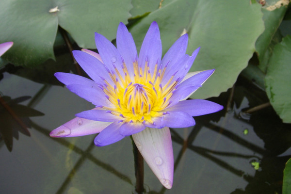 睡蓮的花語(yǔ)