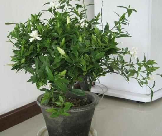梔子花盆景如何制作，梔子花盆景制作方法