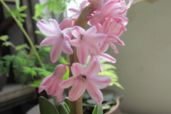 風信子開完花后怎么處理，包裹冷藏來年煥活復花